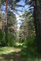 Лесные дорожки